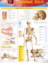 Ľudské telo - Karta